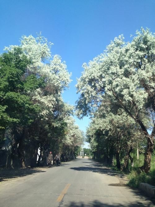【河北沧州孟村回族自治县近4天新增感染趋势爆发_河北沧州孟村各乡镇村地图】