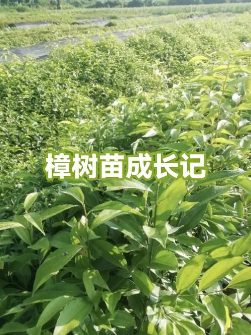 专家:樟树每年或现多个感染高峰/樟树有病例吗