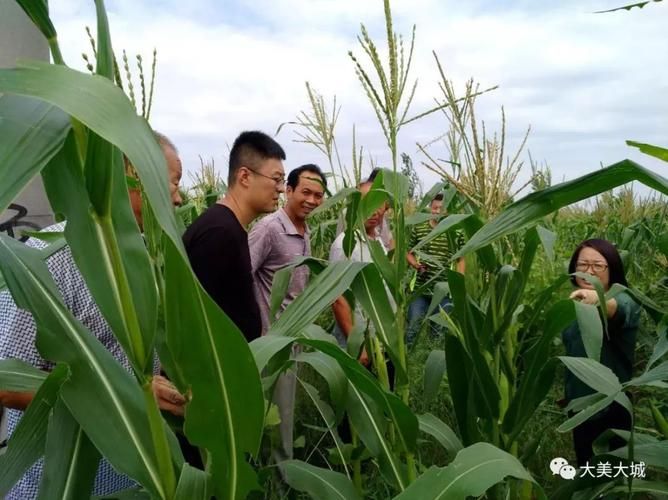 【河北廊坊大城县疫情足不出户最新消息,河北省廊坊市大城县疫情属于什么级别】