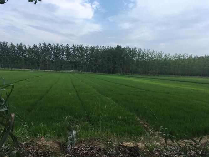 【疫情视频最新江苏省淮安市涟水县_淮安涟水疫情等级】