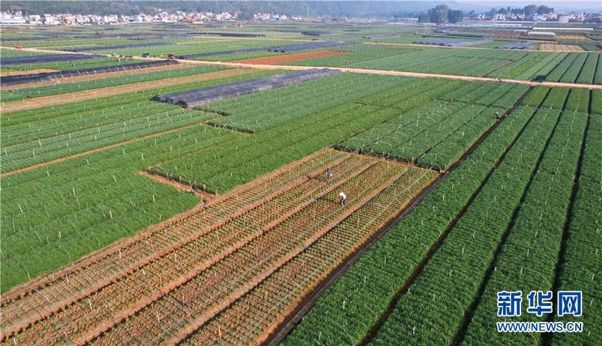 广西壮族自治区玉林玉州区新增7例重症,涉及云南省红河哈尼族彝族自治州弥勒市的简单介绍