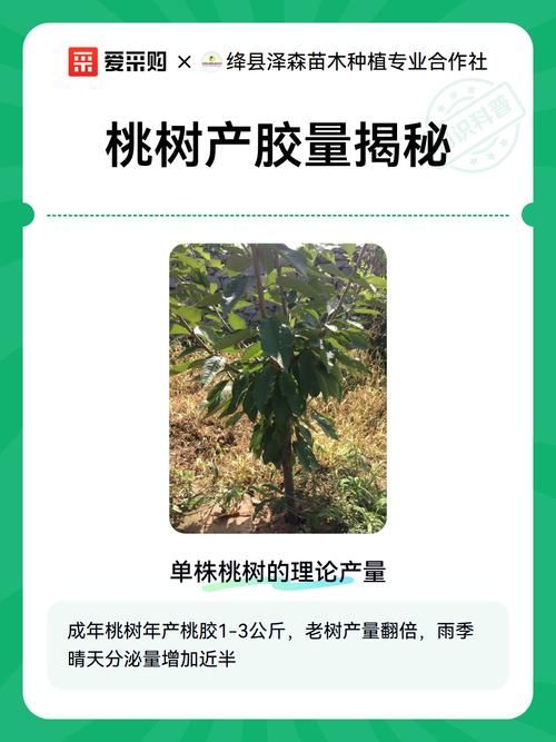 疫情新疆维吾尔自治区巴音郭楞蒙古自治州和硕县最新通知/一亩桃树能产多少桃胶