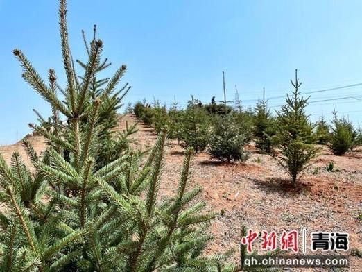 青海西宁湟中区新增疫情最新:青海西宁最新新闻网