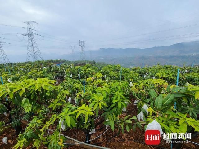 【预计今日四川攀枝花二次疫情反弹,四川攀枝花今天穿衣怎么搭】