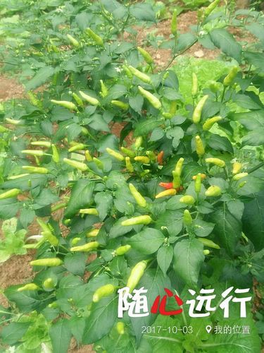 今日贵州黔西南布依族苗族自治州晴隆县最新消息疫情/黔西南晴隆县鸡场布依族山歌