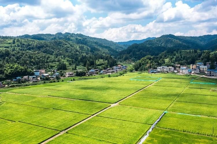 解读疫情最新消息岑巩县/岑巩县今年水稻制种情况