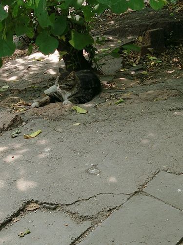 辽宁省鞍山市铁东区为何新增疫情_辽宁省鞍山市铁东区南二街迶地址