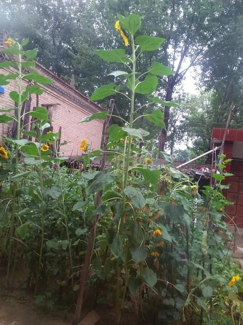 【甘肃庆阳正宁县疫情最新实数据,甘肃庆阳正宁县天气预报15天查询结果】