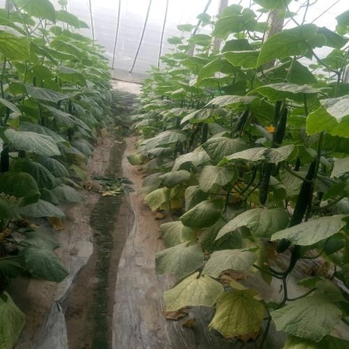 山东省聊城市莘县地区疫情管控严不(山东省聊城市莘县民政局十一放假吗)