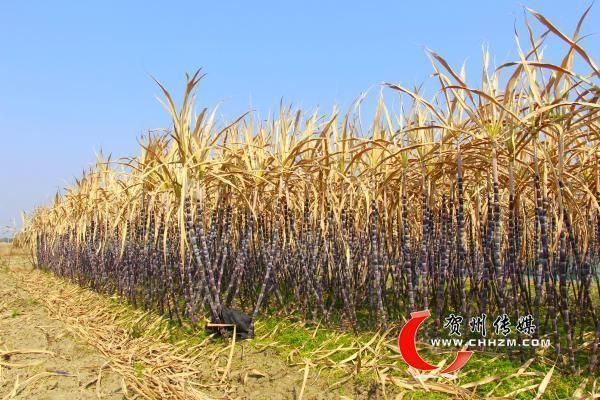广西壮族自治区贺州市平桂区疫情解封最新消息(广西壮族自治区贺州市平桂区沙田镇领导)