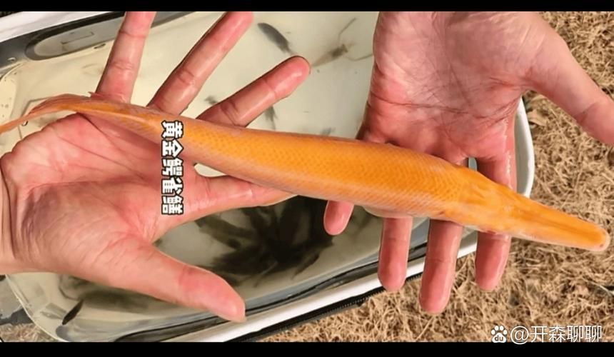广东揭阳现有核酸阳性12例(广东揭阳一河道发现黄化鳄雀鳝)