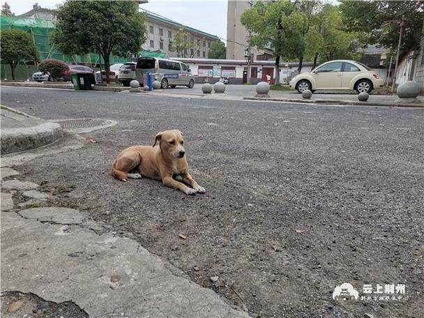 荆州区几个地区有疫情发生_荆州区狂犬疫苗接种点地址