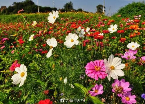 【陕西省延安市黄龙县现有无症状感染者3例,陕西省延安市黄龙县白马滩镇乱麻科行政村五角树刘千堂】